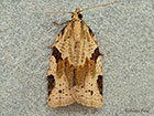  49.037 Clepsis spectrana Copyright Martin Evans 