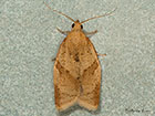  49.038 Clepsis consimilana Copyright Martin Evans 