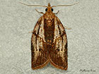  49.039 Epiphyas postvittana Copyright Martin Evans 