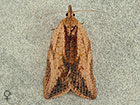  49.039 Epiphyas postvittana female Copyright Martin Evans 