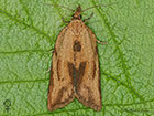  49.039 Epiphyas postvittana female Copyright Martin Evans 