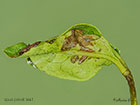  49.039 Epiphyas postvittana spun privet Copyright Martin Evans 
