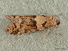  49.044 Tortricodes alternella Copyright Martin Evans 