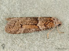  49.044 Tortricodes alternella female Copyright Martin Evans 