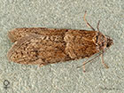  49.044 Tortricodes alternella female Copyright Martin Evans 