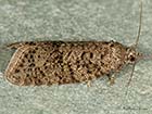  49.050 Cnephasia asseclana Flax Tortrix form.  Copyright Martin Evans 