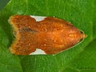  49.061 Acleris holmiana Copyright Martin Evans  