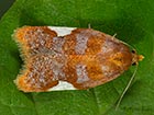  49.061 Acleris holmiana Copyright Martin Evans 