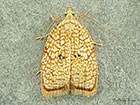  49.062 Acleris forsskaleana Copyright Martin Evans 