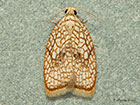  49.062 Acleris forsskaleana Copyright Martin Evans 