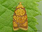  49.063 Acleris bergmanniana Copyright Martin Evans 