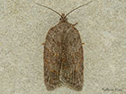  49.069 Acleris sparsana Copyright Martin Evans 