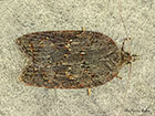  49.069 Acleris sparsana Copyright Martin Evans 