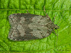  49.069 Acleris sparsana Copyright Martin Evans 
