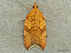  49.070 Acleris rhombana Rhomboid Tortrix Copyright Martin Evans 