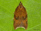  49.070 Acleris rhombana Rhomboid Tortrix Copyright Martin Evans 