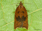  49.070 Acleris rhombana Rhomboid Tortrix Copyright Martin Evans 