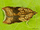  49.070 Acleris rhombana Rhomboid Tortrix Copyright Martin Evans 