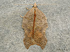  49.071 Acleris emargana Copyright Martin Evans 