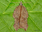  49.071 Acleris emargana Copyright Martin Evans 