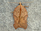  49.071 Acleris emargana Copyright Martin Evans 