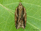  49.075 Acleris umbrana Copyright Martin Evans 