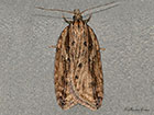  49.075 Acleris umbrana Copyright Martin Evans 