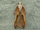  49.076 Acleris cristana Copyright Martin Evans  