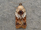  49.077 Acleris variegana Copyright Martin Evans 