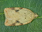  49.083 Acleris ferrugana Copyright Martin Evans  