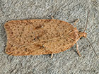  49.084 Acleris notana Copyright Martin Evans	