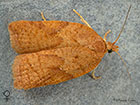  49.084 Acleris notana female Copyright Martin Evans	