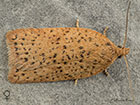  49.084 Acleris notana female Copyright Martin Evans	