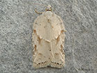  49.086 Acleris logiana Copyright Martin Evans  