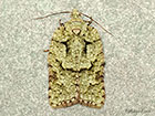  49.087 Acleris literana Copyright Martin Evans 