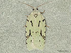  49.087 Acleris literana Copyright Martin Evans 