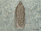  49.088 Acleris lipsiana Copyright Martin Evans 