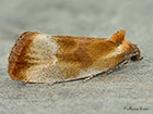  49.090 Eulia ministrana Copyright Martin Evans 