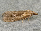  49.092 Phtheochroa inopiana Copyright Martin Evans 