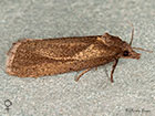  49.092 Phtheochroa inopiana female Copyright Martin Evans 