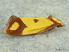  49.110 Agapeta zoegana Copyright Martin Evans 