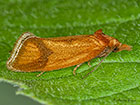  49.110 Agapeta zoegana Copyright Martin Evans 