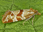  49.114 Aethes hartmanniana Copyright Martin Evans 