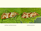  49.114 Aethes hartmanniana and Aethes piercei Copyright Martin Evans 