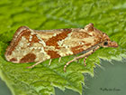  49.115 Aethes piercei Copyright Martin Evans 