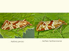  49.115 Aethes piercei and Aethes hartmanniana Copyright Martin Evans 