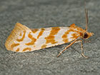  49.118 Aethes margaritana Copyright Martin Evans 