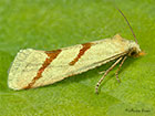  49.122 Aethes dilucidana Copyright Martin Evans 