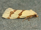  49.123 Aethes beatricella Copyright Martin Evans 