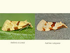  49.127 Aethes cnicana and Aethes rubigana Copyright Martin Evans 